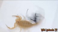 Increible pelea entre Escorpion vs Viuda Negra - black widow vs scorpion