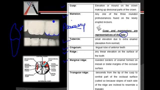 DADH - Nomenclature, Eruption Sequence And General Structural Features