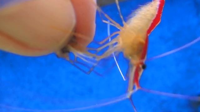 Train my Lysmata Shrimp