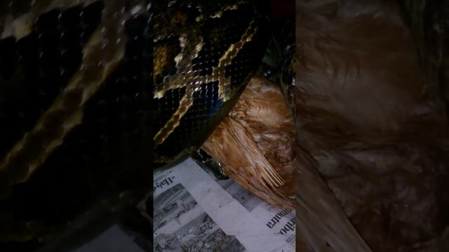 Molurus comiéndose gallina/Molurus eating chiken