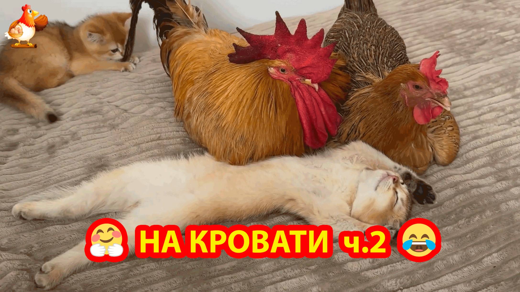 Старый Петух и Курица на кровати с Котятами часть 2 🐓🛏️😹🤗😂