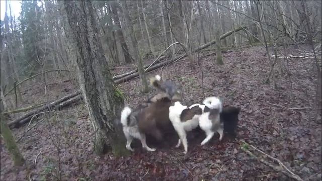 Охота с лайками 1ч. ЯСИ