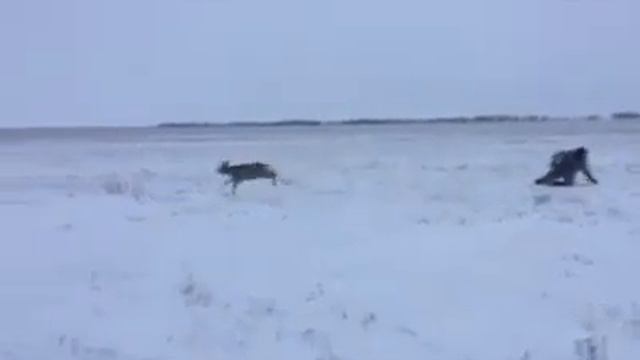Косуля напала на охотника