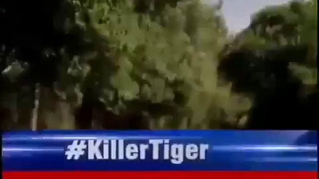 White Tiger Kill Class 12 Student Delhi Zoo.