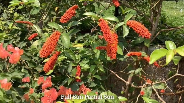 Monkey Brush Vine Combretum rotundifolium Attractive showy exotic red flowers Attract butterflies