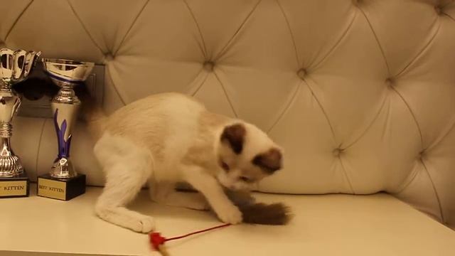 Magical female kitten Munchkin Ruslana for breeding and show or pet!