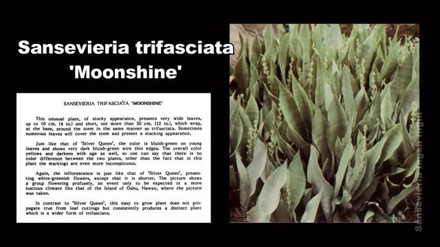 Keragaman SANSEVIERIA TRIFASCIATA dan varietasnya