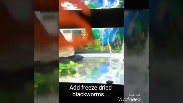 Feeding discus FDBW w/modded feeding cone