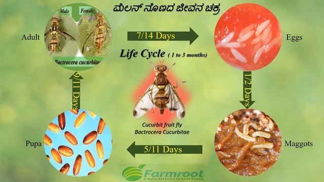 Farmroot Melop Fly Trap