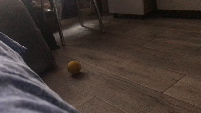 Кот играет в футбол!