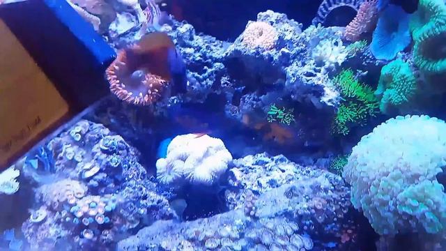 Two Spot Tang Displaying Colors
