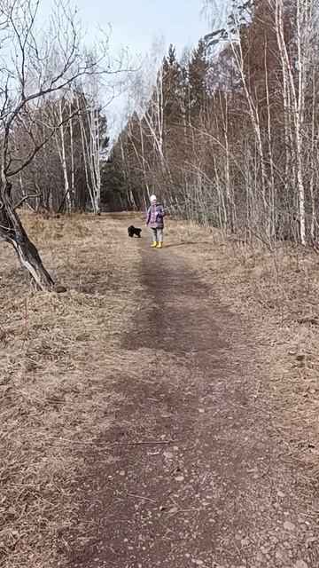 Можно я с тобой?! ))) #собака #топ #прикол #хаски