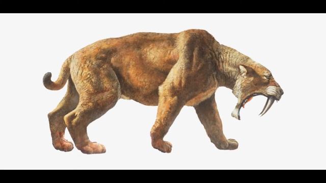 The Sabretooth Tiger (Smilodon) quick facts.