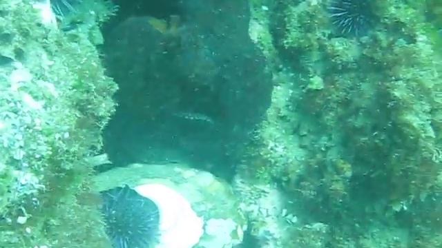 Octopus Running Away