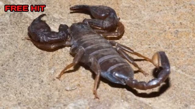 Pakistani prank call for scorpion