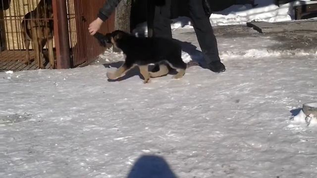 Щенок НО 2 мес. Asidora Mia Amore Casa Di Alba