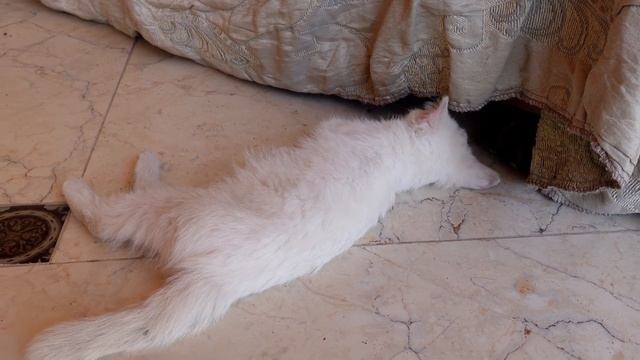 Нашел рядом с магазином брошенного котенка с больными лапками.