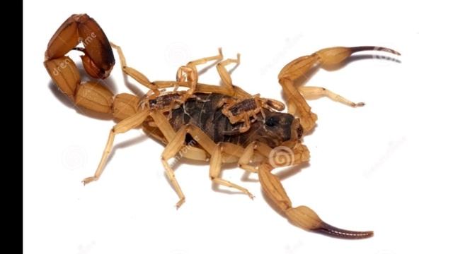 los escorpiones🦂 mas venenosos del mundo🌎/los alacranes más peligroso del mundo🌎