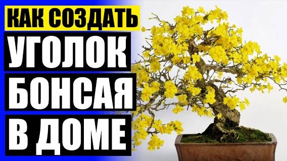Дерево домой в горшке