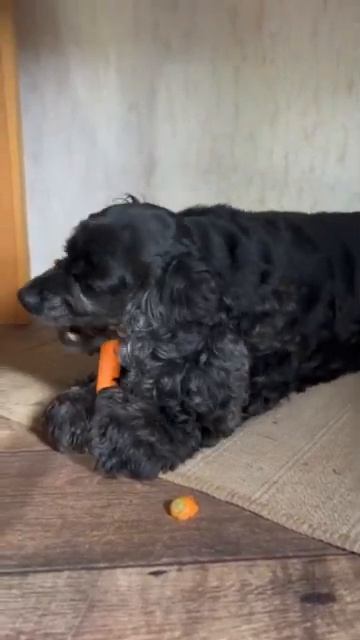 моя собака  #dog