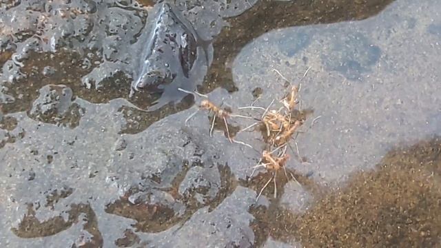 The ants are fighting with water as a team for survive their own lives.