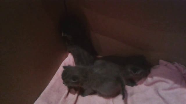 Любимые котятки √