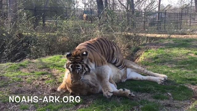 Tiger Lily and Liberty, lion, Unlikely Animal Friends at Noah's Ark Animal Sanctuary