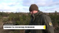 Лісівники Кіровоградщини виростили для продажу 27,5 тисяч сосен і півтори тисячі ялин