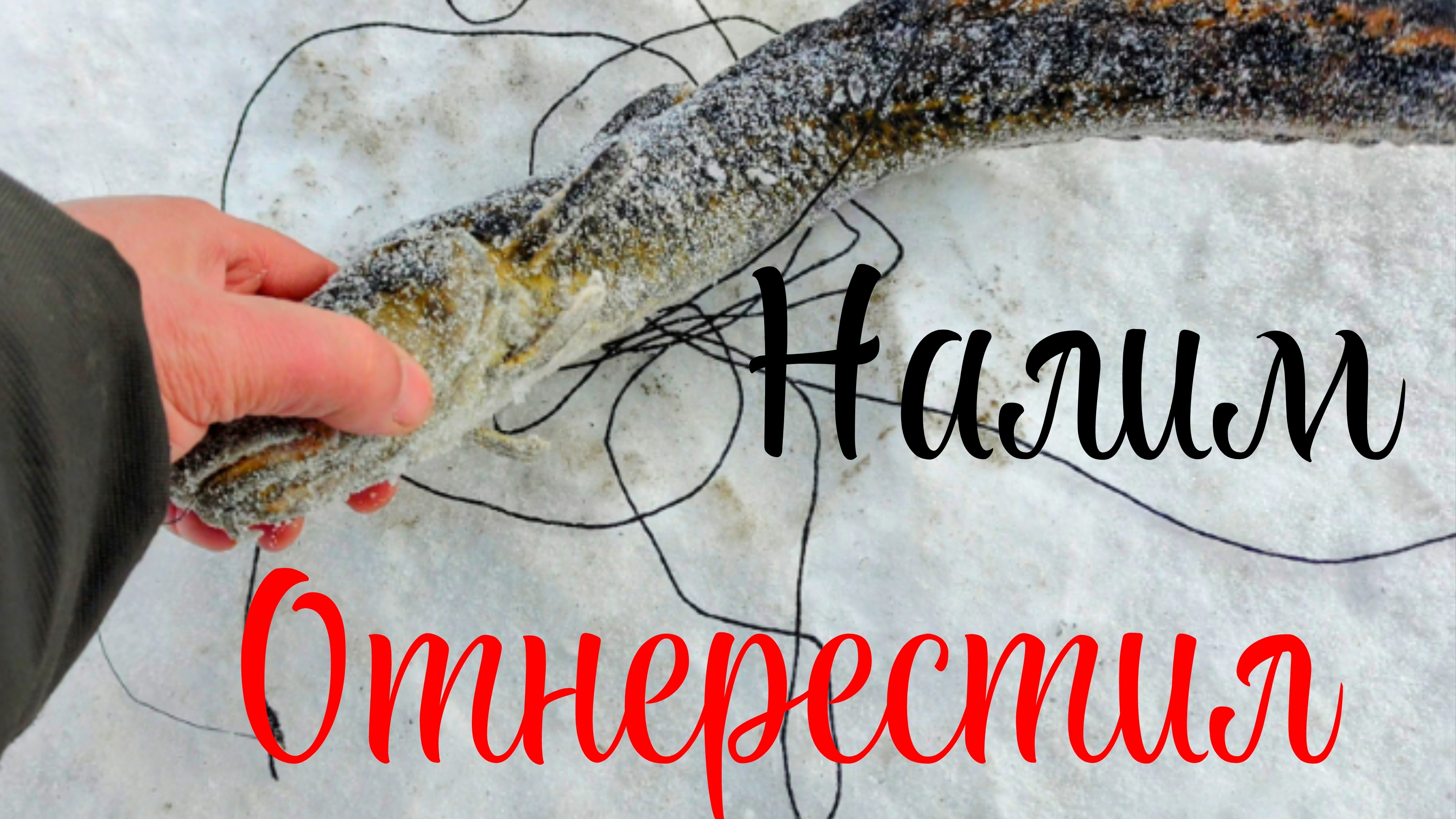 Налим Отнерестил.