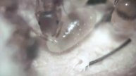 Temnothorax sp. larva feeding