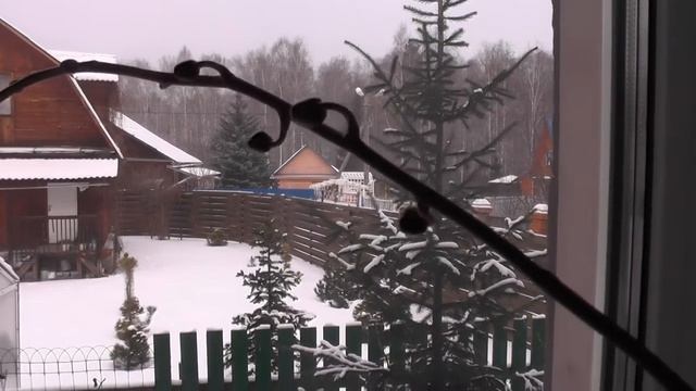 Прекрасно зимуют мои комнатные цветы.