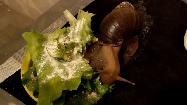 🐌 Ахатина грызёт салатик