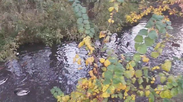 Утки в городе)