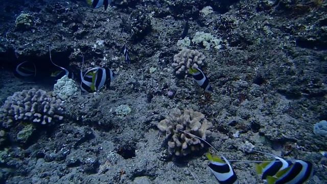 Heniochus on Maui - Butterfly Pennantfish