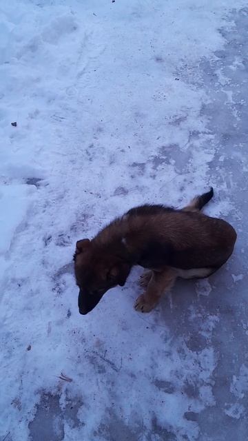 РЫЖИК ПРОПАЛ