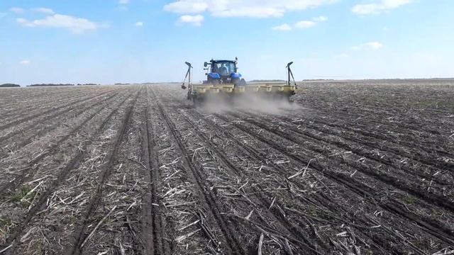Посів кукурудзи. Технологія No-Till. Попередник - соняшник