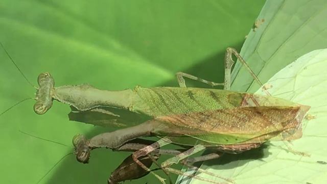 Tenodera aridifolia 大螳螂