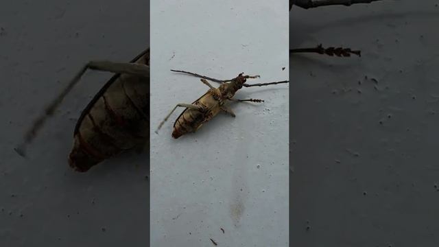 행복을 찾은 장수하늘소 달토끼#쇼츠