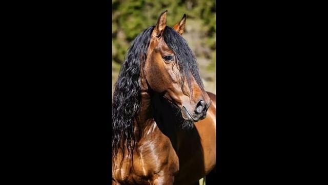 мои любимые лошади