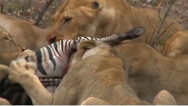 SouthAfricaDjumaArathusaPMtLiveSafari 22 Feb 2016 Nkuhumas killing a young zebra