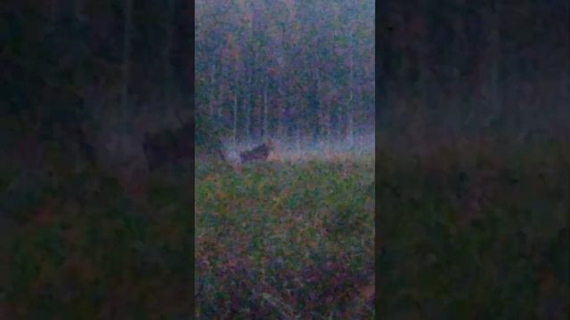 Лось на реву. Подманил.