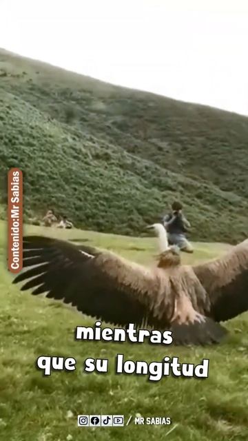 Liberando a el Buitre más Grande del Mundo #shorts