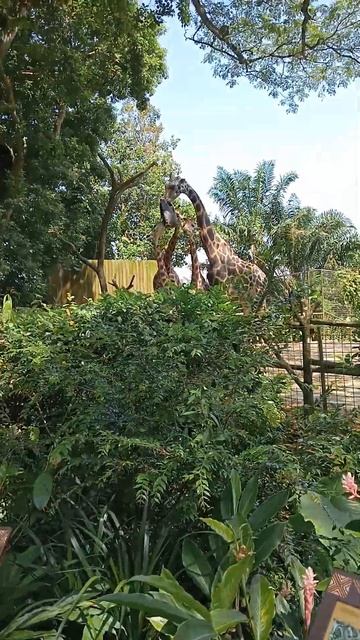 Giraffe in the Singapore zoo