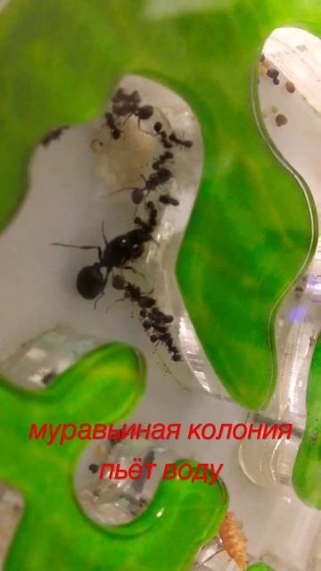 как пьют муравьи?