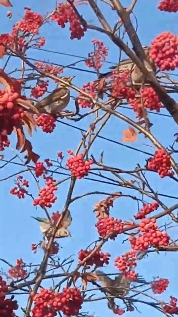 08 10 2023 # осень # рябина # дрозд рябинник #🌥🌿🍁🍂