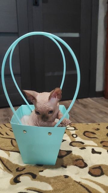 голубоглазый малыш🐈