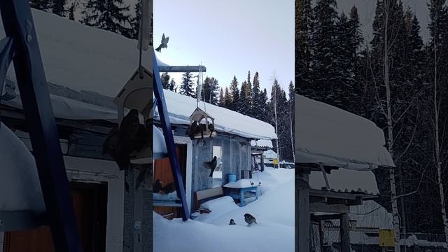 Птички кушать прилетели.