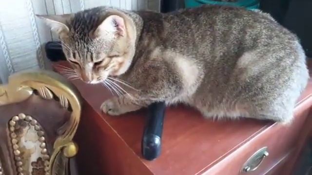 Бедный котик милашка