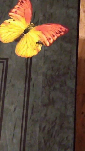 Принцип действия ловушки от мух.