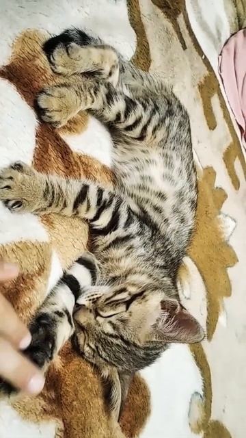 Бенгальский котенок спит